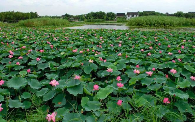 春色莫辜負,常熟兩大景點,沙家浜VS尚湖,哪個更值得一去?